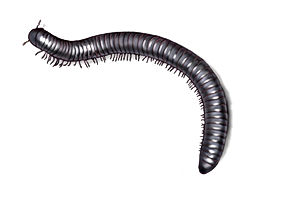 Millipede