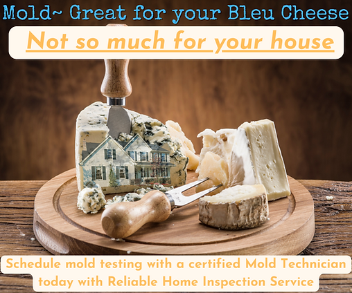 Photo of Moldy cheese  advertising Reliable Home Inspection Service Mold Testing