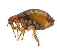 Flea