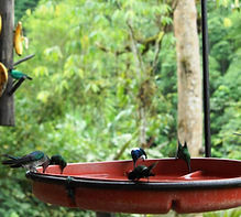 rESERVA DE jOCOTOCO.jpg
