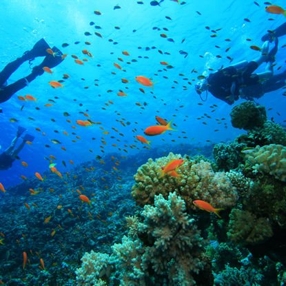 Scuba Diving