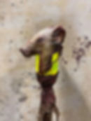 Thumbnail: 6' Lighted Pig Head Swamp Stick