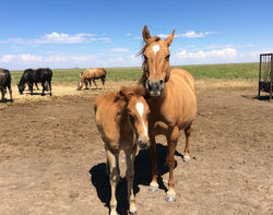 Wiley Bertha With Stud Colt