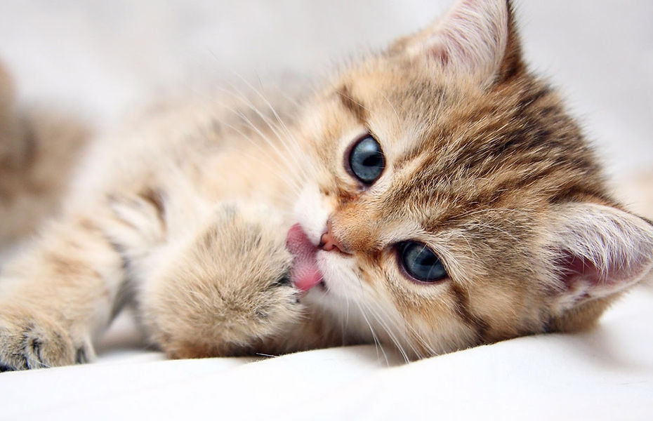 cats_animals_kittens_cat_kitten_cute_des