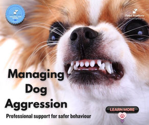 Infographic showing a small dog baring teeth with title Managing Dog Aggression and tagline Professional support for safer behaviour by Paws Academy
