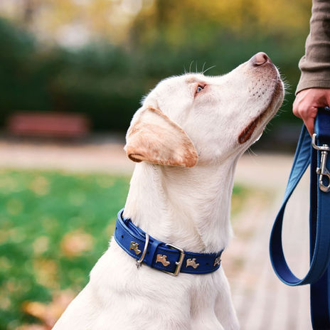 A white Labrador wearing a blue collar sitting attentively next to their handler, looking up while on a leash in a park setting.
