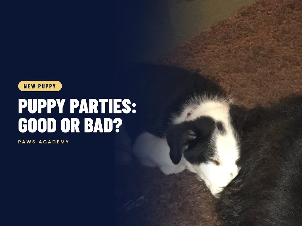 Puppy Parties: The Good, the Bad and the Ugly