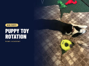 The Toy Rotation Trick That Helps With Puppy Nipping