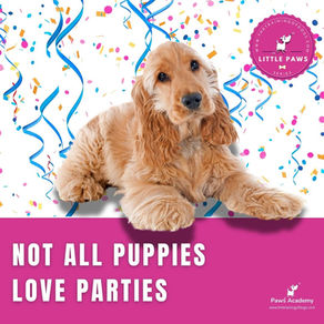 Not all puppies love parties