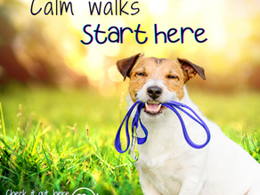 Smiling Jack Russell Terrier holding a blue lead in its mouth sitting on grass with text overlay that reads ‘Calm walks start here’ – promoting stress-free dog walks for reactive dogs as part of a behaviour training blog by Paws Academy