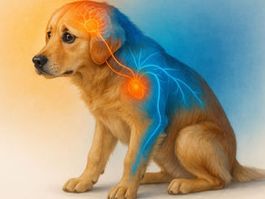 Understanding the Adolescent Fear Phase in Dogs and How to Prevent Lifelong Anxiety