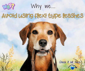 A blog post cover image titled ‘Why we… Avoid using flexi type leashes.’ The image features a brown and black dog holding a traditional leash in its mouth, against a soft pastel background with flowers and a blue sky. The text ‘Check it out, here’ appears at the bottom with a paw print icon and an arrow pointing downward