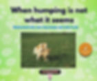 Infographic titled “When humping is not what it seems” showing two dogs outdoors with one mounting the other, with subtext “Understand why your dog humps and what to do”, promoting advice on why dogs hump other dogs and how to manage it.