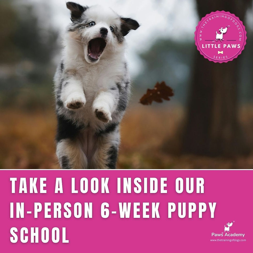 6-week puppy course