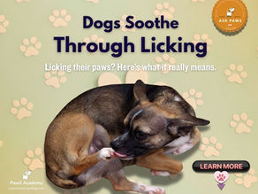 Small brown dog licking its front paw while curled up, with the text “Dogs Soothe Through Licking” and “Licking their paws? Here’s what it really means” over a background of paw prints. Infographic from Paws Academy explaining why dogs lick their paws.