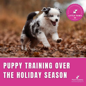 puppy training with a border collie