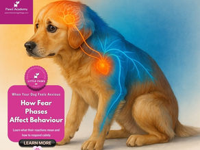 Fear Stage in puppies