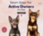Two Australian Kelpies against a soft pink background with text overlay reading ‘Smart Dogs for Active Owners’ – a promotional image from the Paws Academy Breed Brief series highlighting the intelligence, energy and working drive of the Kelpie breed