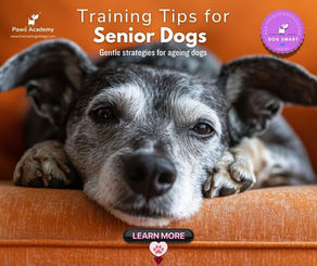 Senior dog resting on an orange sofa with text overlay “Training Tips for Senior Dogs – Gentle strategies for ageing dogs” from Paws Academy
