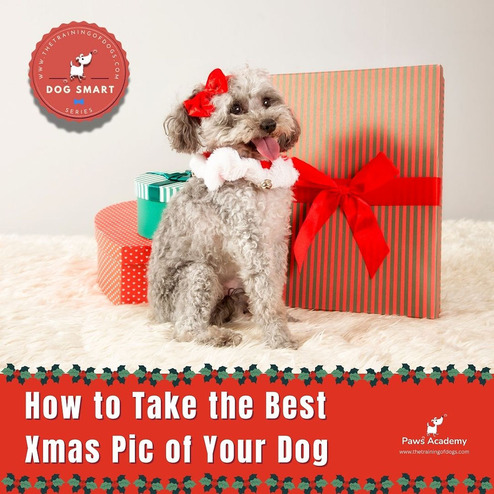 How to Take the Best Christmas Pic of Your Dog