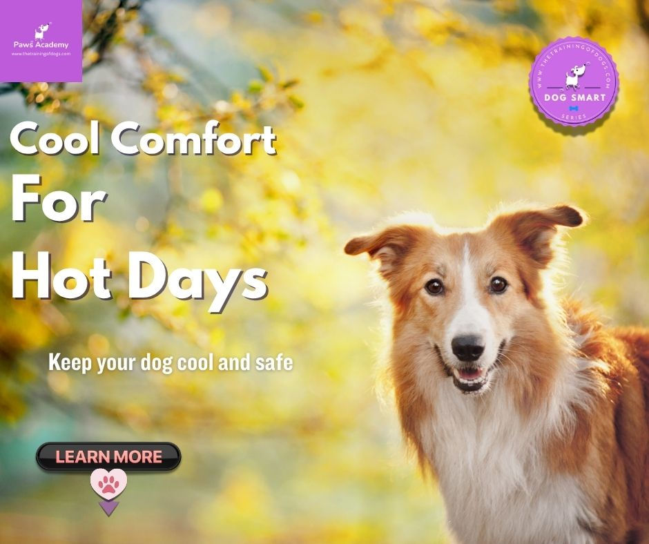 Collie dog outdoors in warm weather with text overlay reading “Cool Comfort For Hot Days – Keep your dog cool and safe”, promoting the benefits of cooling mats for dogs during summer heat, with branding from Paws Academy and the Dog Smart series.