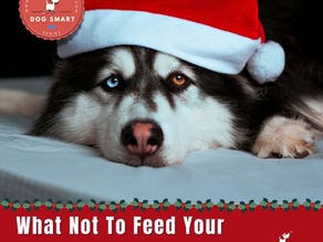 What Not To Feed Your Dog At Christmas Dinner