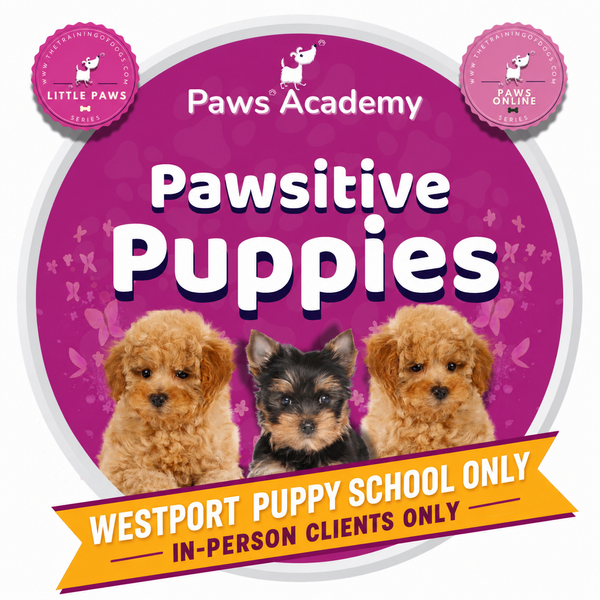 Westport in person puppy classes