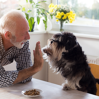 Dog giving a paw to his human at the table in the kitchen