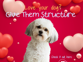 Why Boundaries Matter for Dogs – Clear Rules Create Calm Dogs