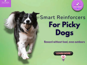 Infographic titled Smart Reinforcers For Picky Dogs showing a happy Border Collie running with a ball, with text saying Reward without food, even outdoors. Promotes non-food training rewards for dogs who ignore treats outside.