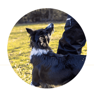 dog training 2 website.png