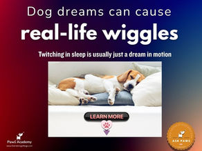 Infographic showing a sleeping beagle with the text “Dog dreams can cause real-life wiggles” and “Twitching in sleep is usually just a dream in motion”, illustrating why dogs twitch in their sleep with a focus on canine REM sleep and dreaming behaviour.