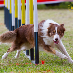 Red and white border collie running through the weaves at agility training