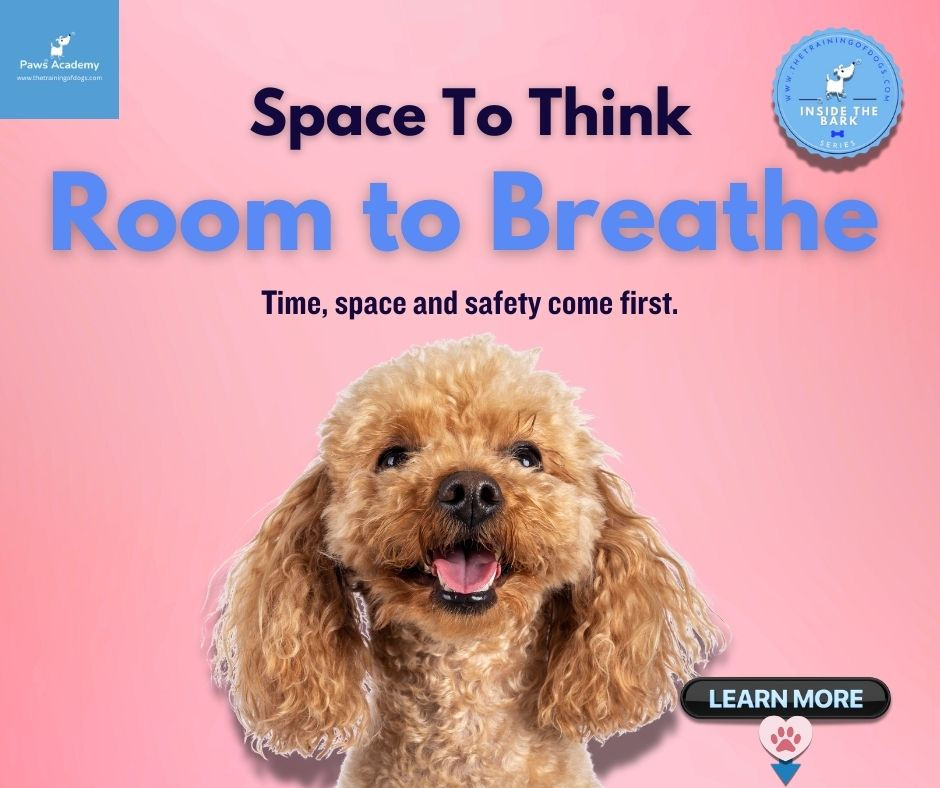 nfographic for decompression in reactive dogs featuring a happy poodle with the phrases Space to Think and Room to Breathe, highlighting the importance of time, space and safety for anxious and reactive dogs