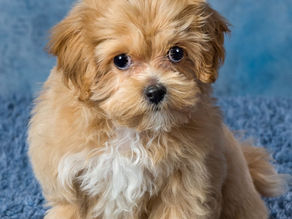 The Critical First 24 Hours When Bringing a Puppy Home and How to Set Them Up for Success