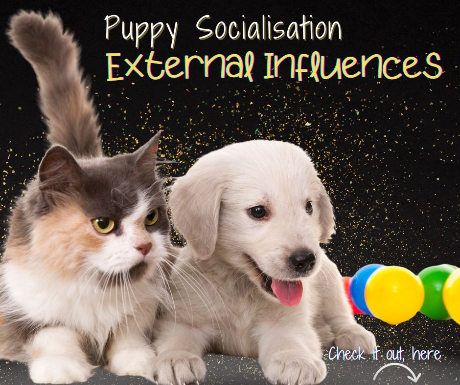 A promotional image for a blog post titled ‘Puppy Socialisation: External Influences.’ The image features a fluffy calico cat and a playful white puppy lying side by side against a dark background with gold glitter effects. A colorful toy with round beads is visible in the bottom right corner. The text ‘Check it out, here’ is displayed at the bottom with a curved arrow pointing downward