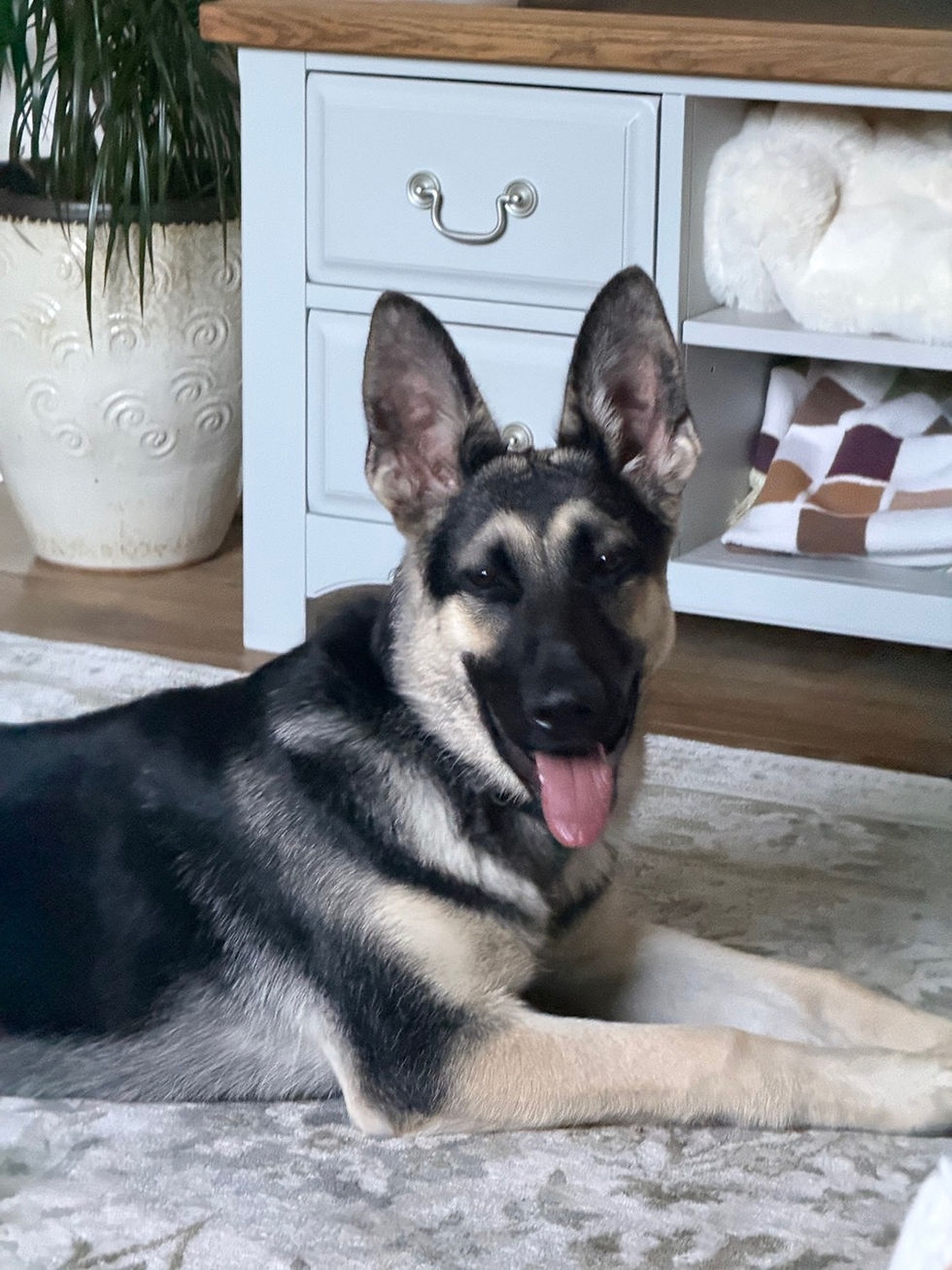 Lexi, a young black and tan Eastern European Shepherd, lying on a rug at home
