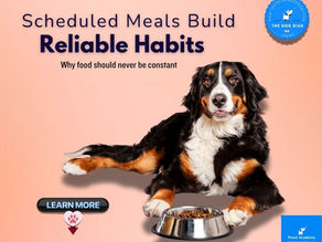 Dog lying beside full food bowl with text that reads Scheduled Meals Build Reliable Habits. Infographic supporting article on why free feeding dogs is not recommended
