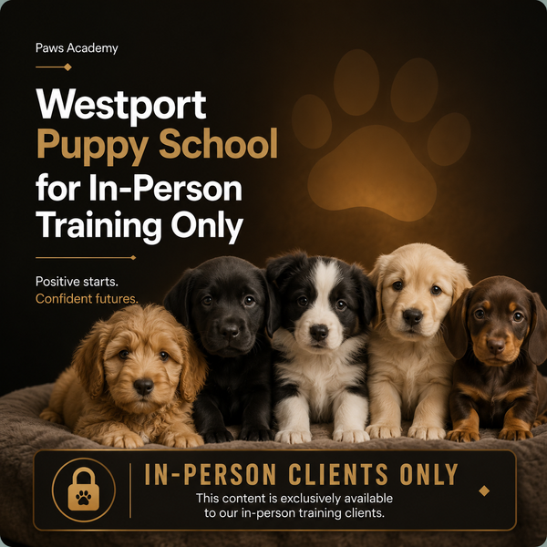 Westport in person puppy classes
