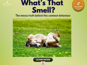 Dog rolling on grass with title “What’s That Smell” highlighting why dogs roll in poo, a common dog behaviour explained with practical insights.