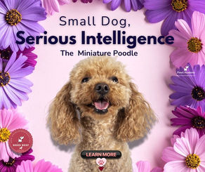 Miniature Poodle with curly apricot coat sitting in front of a pink floral background, promoting a dog training blog post on understanding and training small intelligent breeds.
