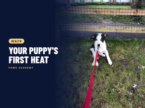 When Will My Puppy Have Her First Heat? Signs, Timing and Care
