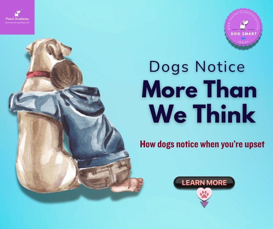 Illustration of a child hugging a dog with text that reads “Dogs notice more than we think, how dogs notice when you’re upset” promoting a blog post about why dogs react when humans cry