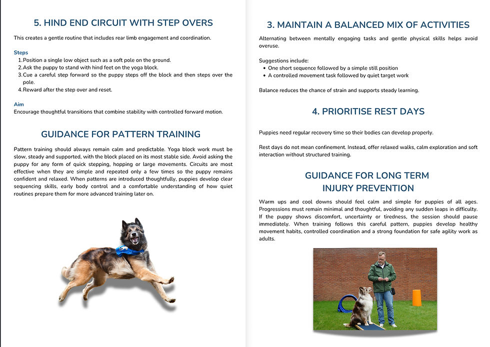 Thumbnail: Pre Agility Foundation Guide by Paws Academy