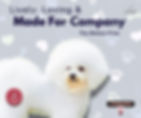 Bichon Frise standing against a grey background with paw prints and hearts, showcasing its fluffy white coat and round face. Ideal companion dog for families, perfect for apartment living, hypoallergenic, affectionate and people-oriented breed. Part of Paws Academy’s Breed Brief dog training series.
