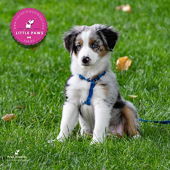 Puppy-1-2-1-bookings-30 mins.jpg