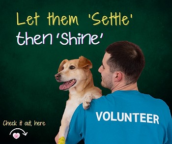 Volunteer holding a happy rescue dog with the text ‘Let them settle then shine’ promoting rescue dog support and adoption awareness