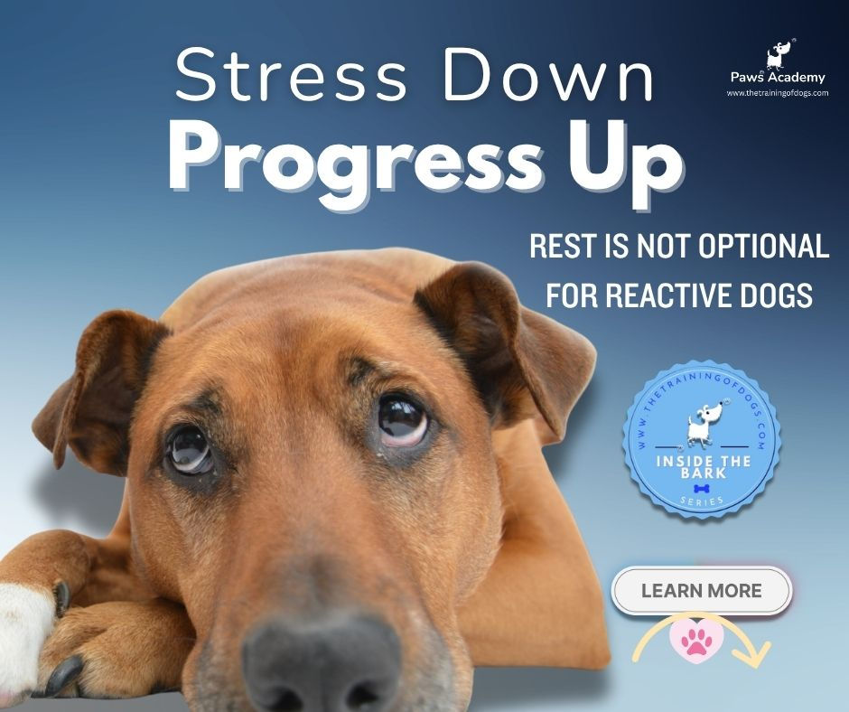 Reactive dog lying down calmly, promoting decompression, stress relief and rest. Infographic text reads Stress Down Progress Up, highlighting the importance of decompression for reactive dogs