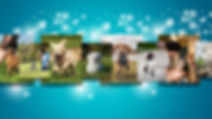 Solutions for every stage of your dogs life three.jpg