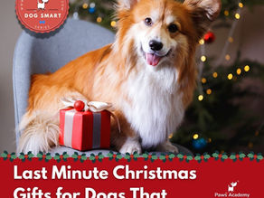 Last Minute Christmas Gifts for Dogs That Don’t Look Last Minute